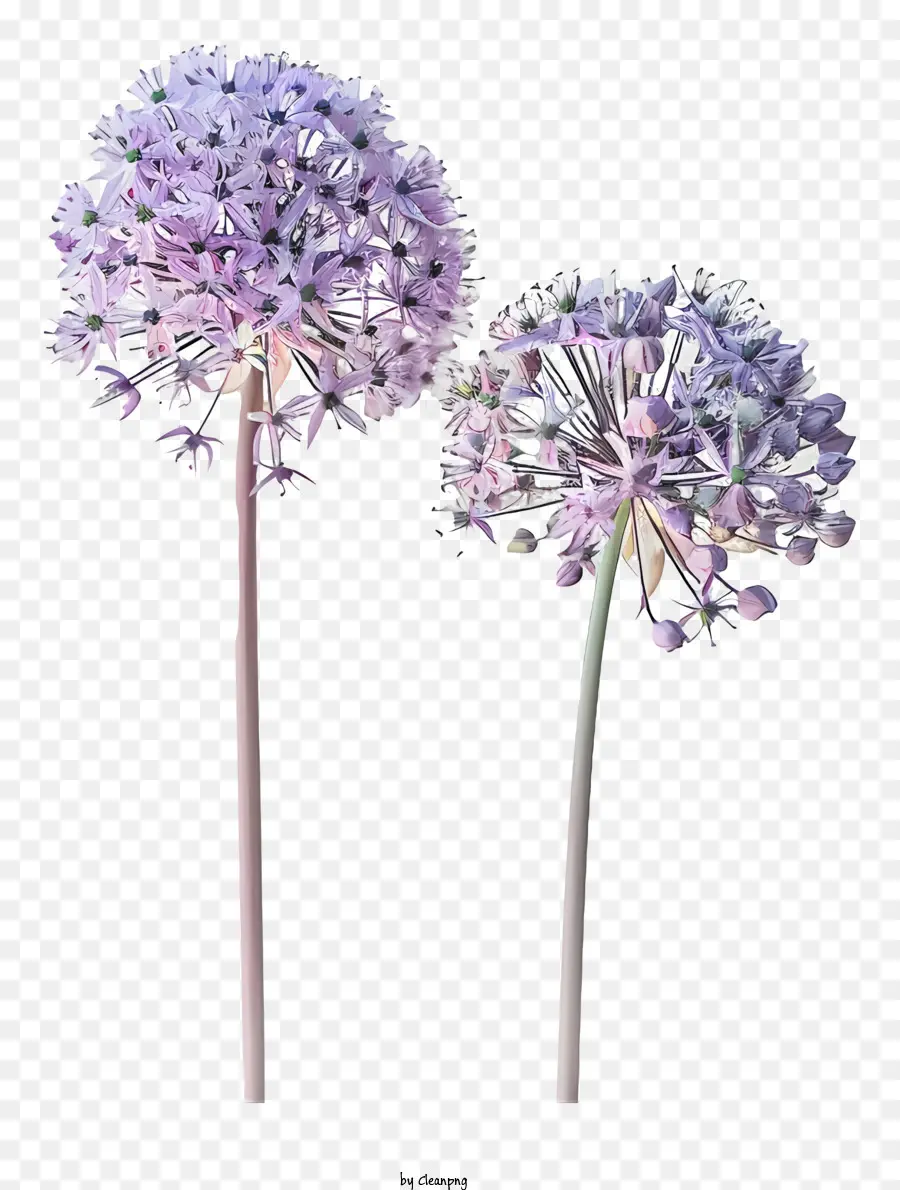 Flores Allium Giganteum，Flores Roxas PNG