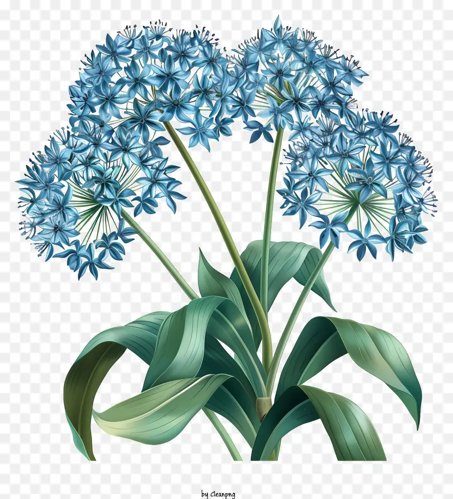 Allium Giganteum Flores，Flores Azuis PNG
