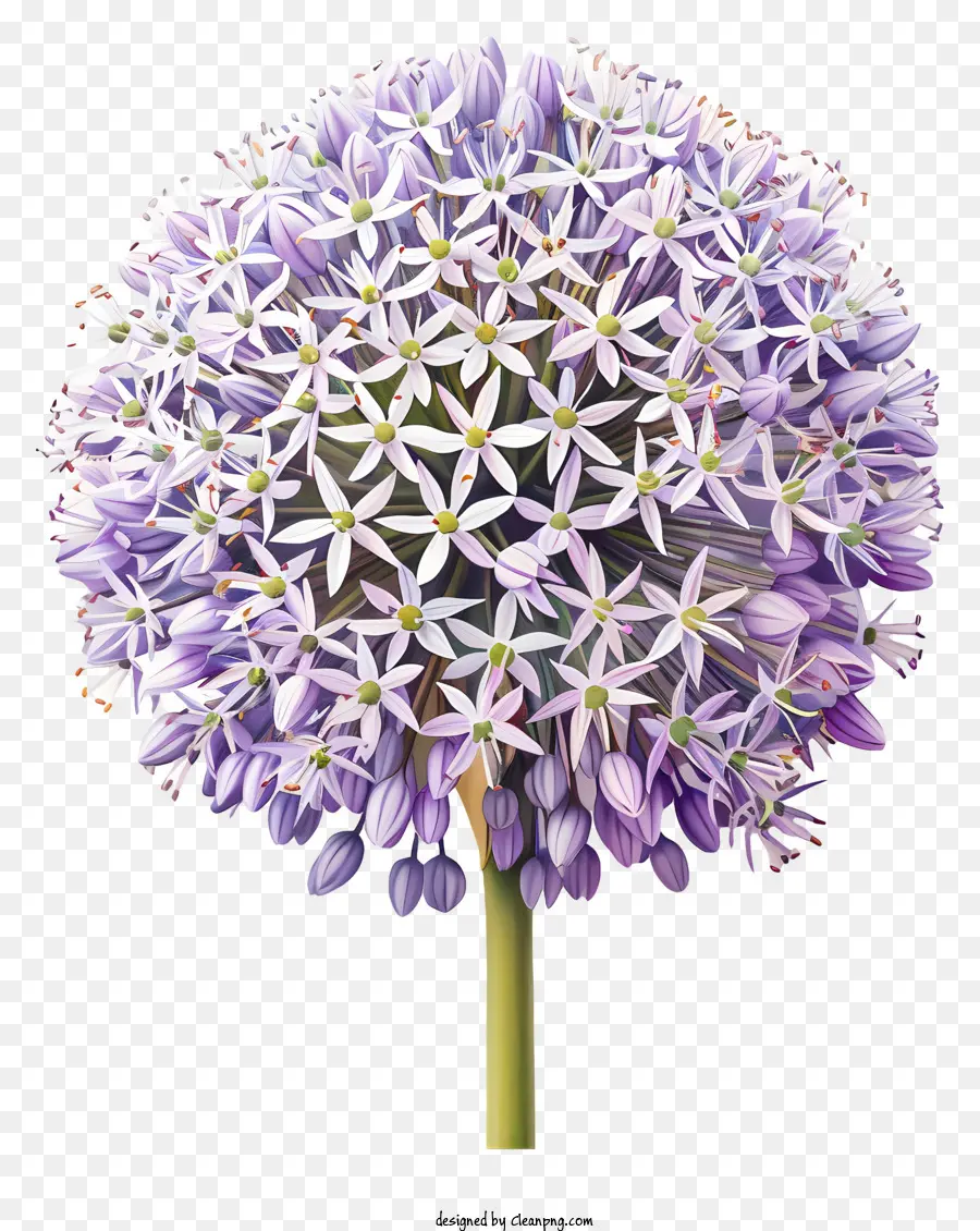 Allium Giganteum Flores，Flor De Cebola Roxa PNG
