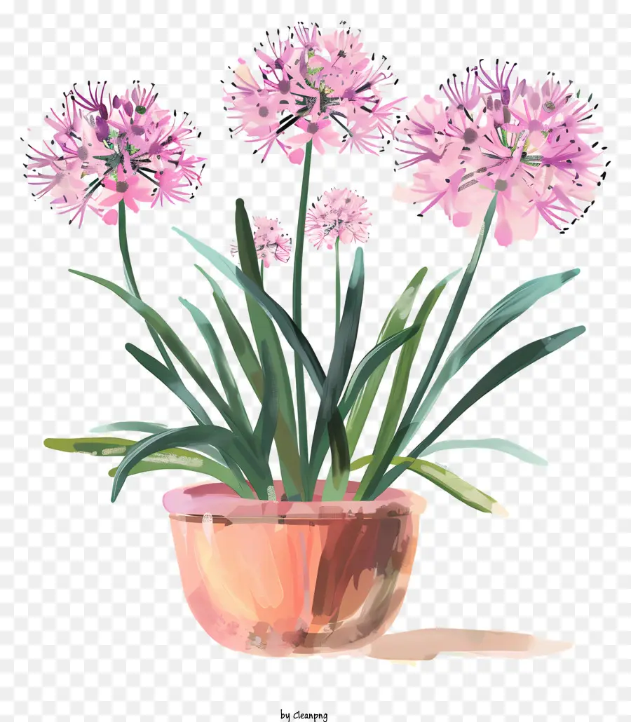 Allium Giganteum Flores，Lírios Cor De Rosa PNG