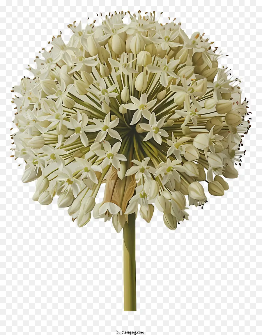 Allium Giganteum Flores，Flor Branca PNG