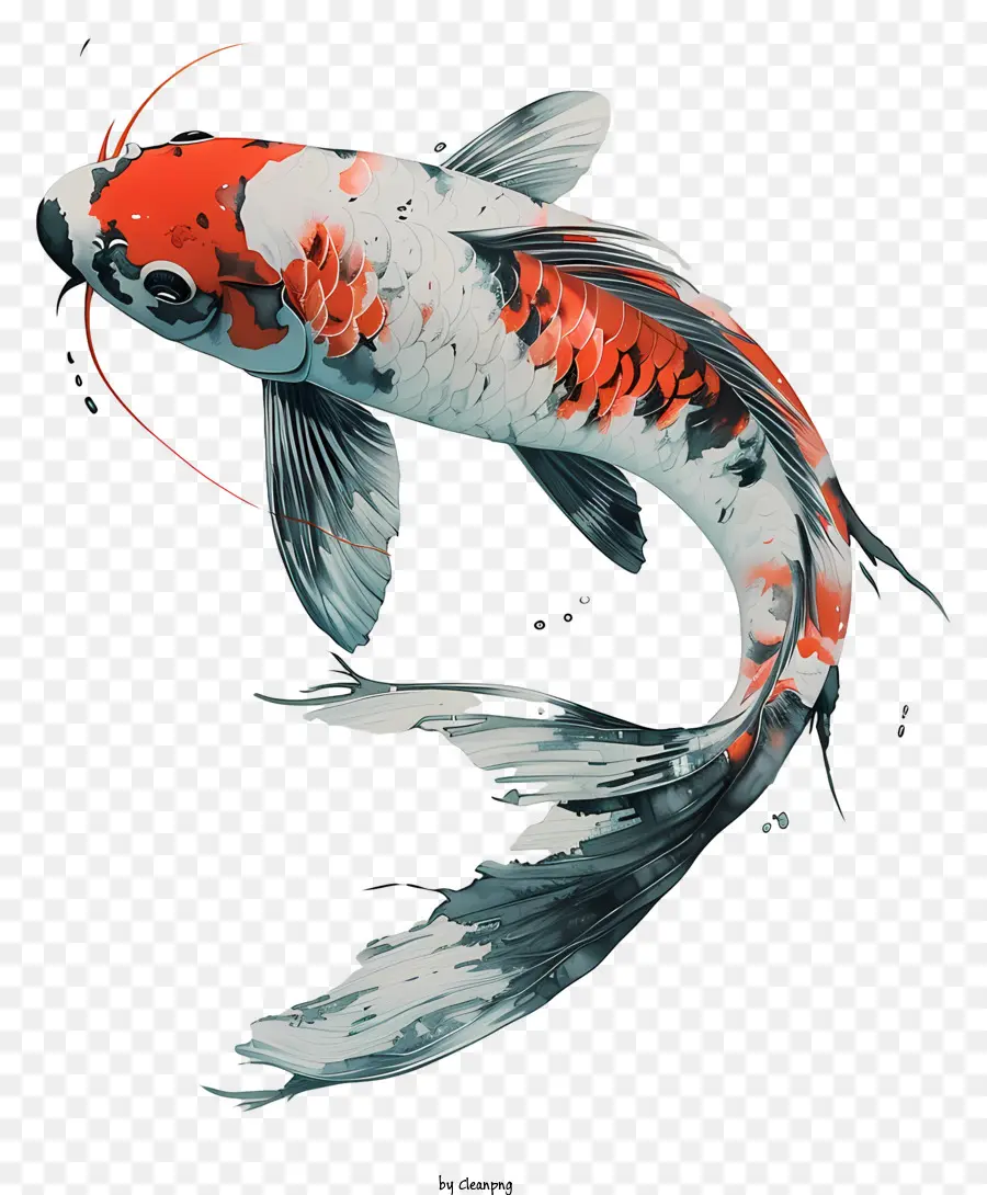 O Peixe Koi，Carpa PNG