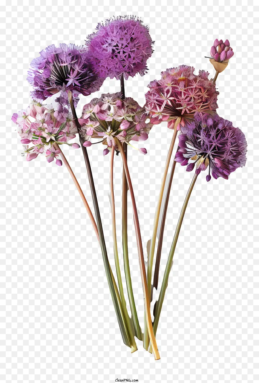 Flores De Giganteum Allium，Flores Roxas PNG
