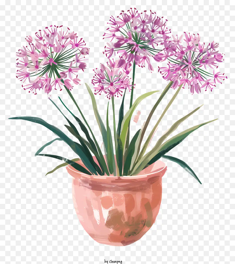 Allium Giganteum Flores，Pintura Em Aquarela PNG