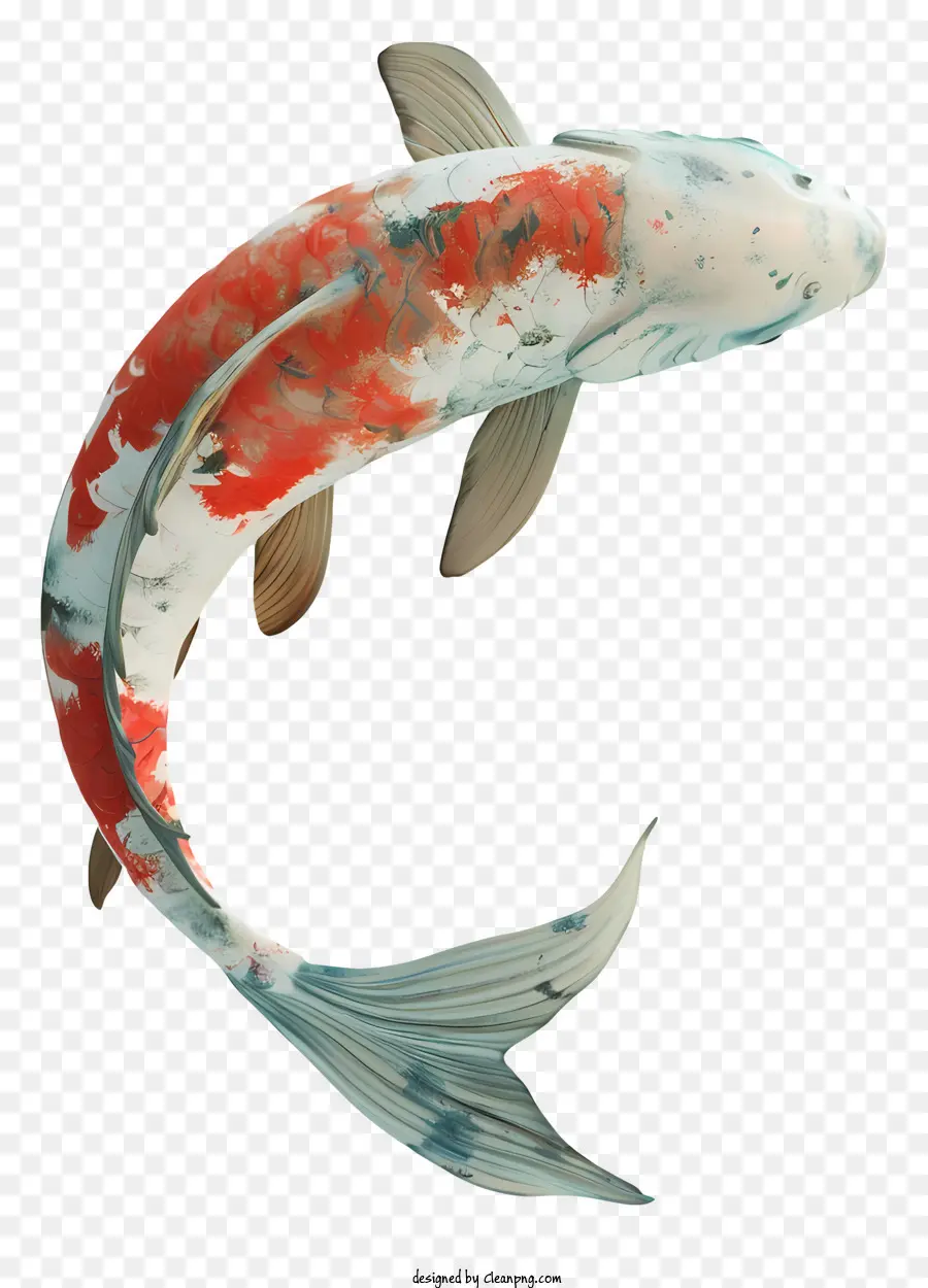 O Peixe Koi，Vermelho E Branco Listras PNG