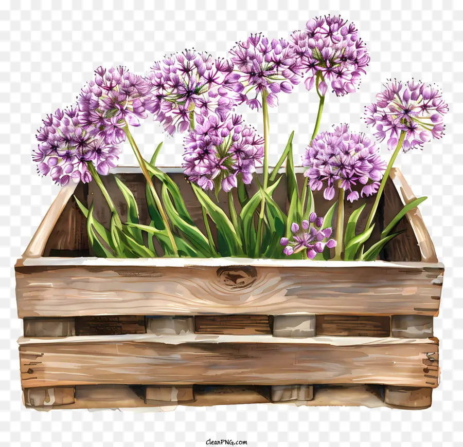 Flores Allium Giganteum，Flores PNG