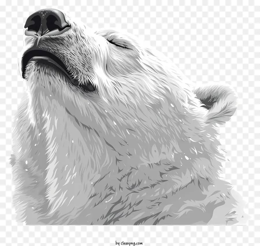 Dia Internacional Do Urso Polar，Urso Polar PNG