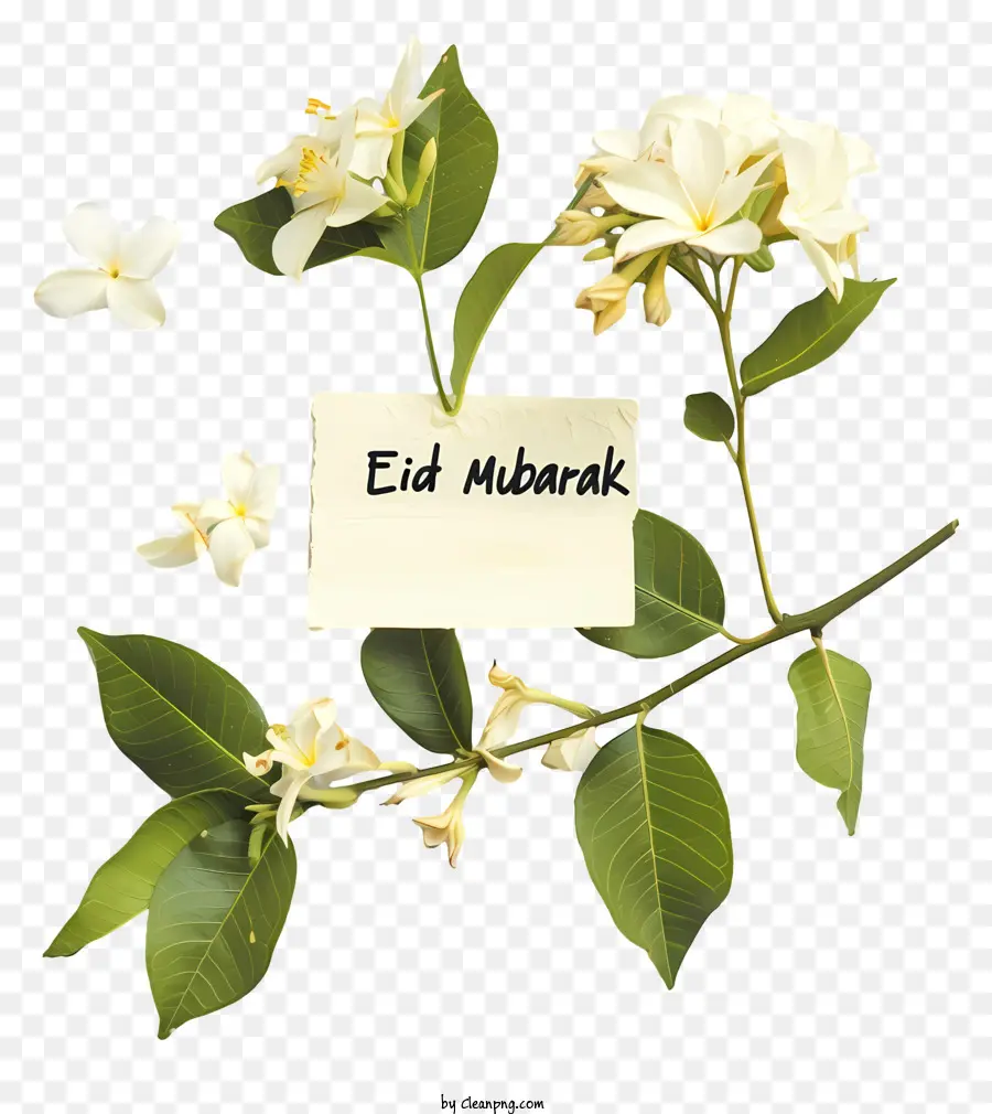 Eid Mubarak，Flor De Jasmim Branco PNG