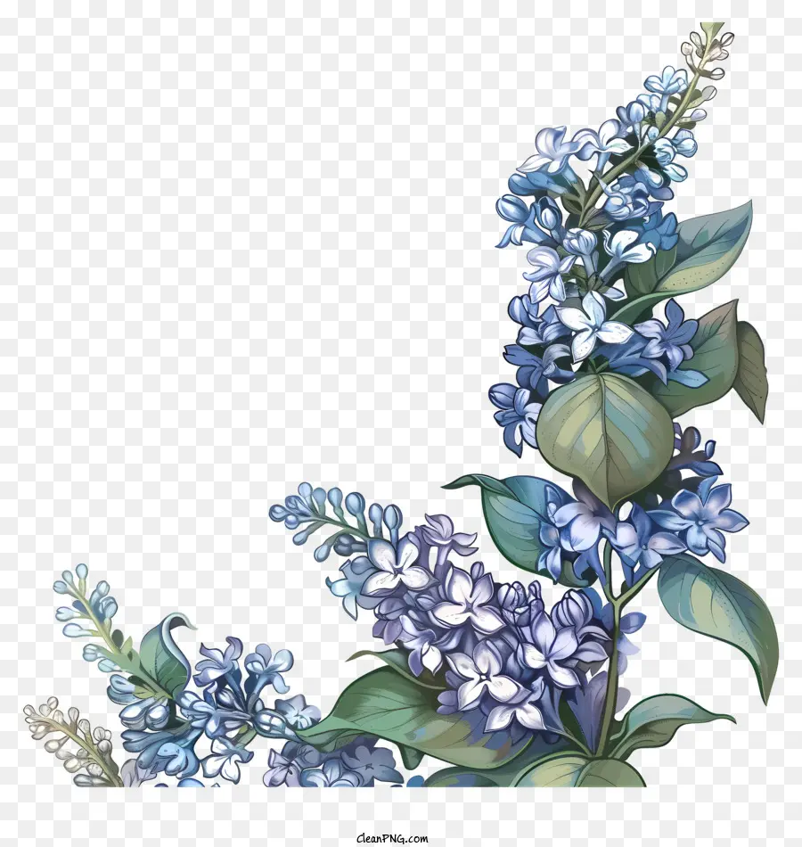 Flores Lilás，Lilases Azuis PNG