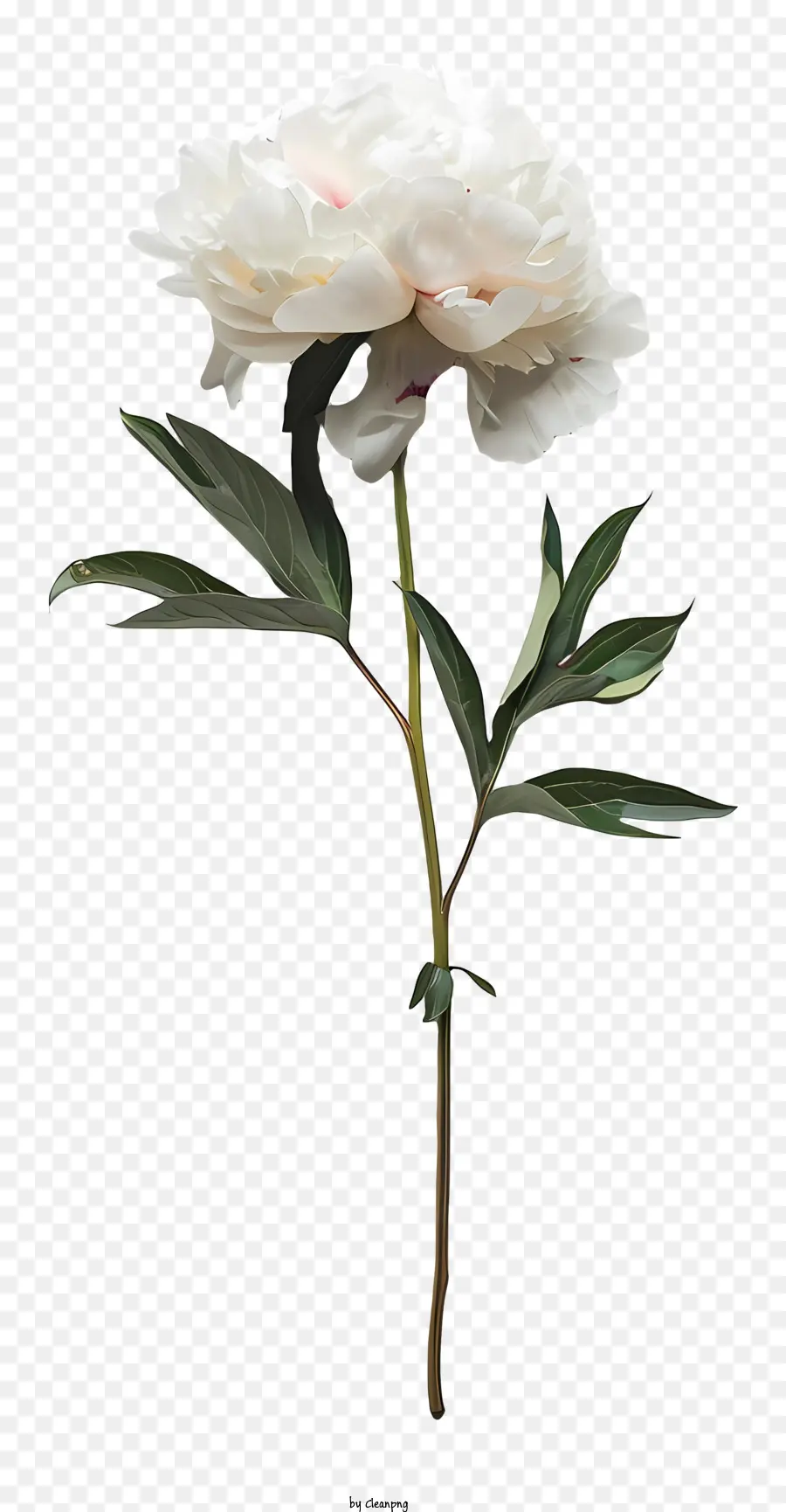 Arranjo De Flores Peony，Branco Peônia PNG