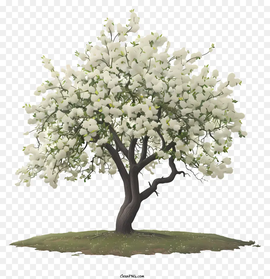 árvore Da Primavera，Flores Brancas PNG