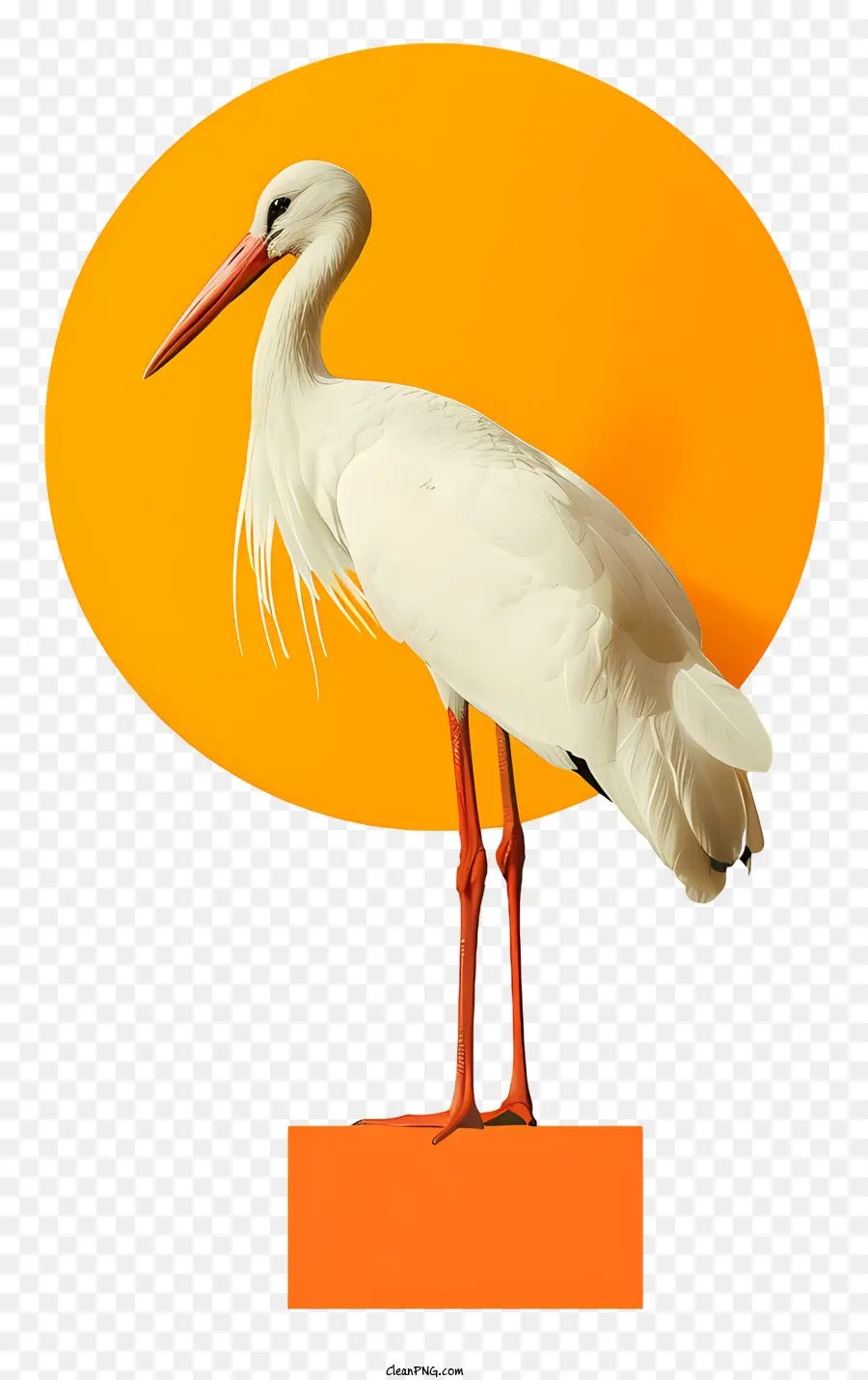 A Cegonha Branca，Pássaro Branco PNG
