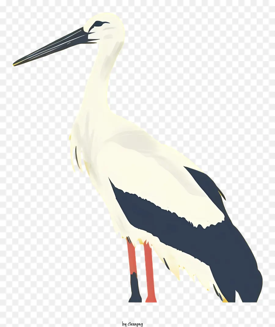 A Cegonha Branca，Aves PNG