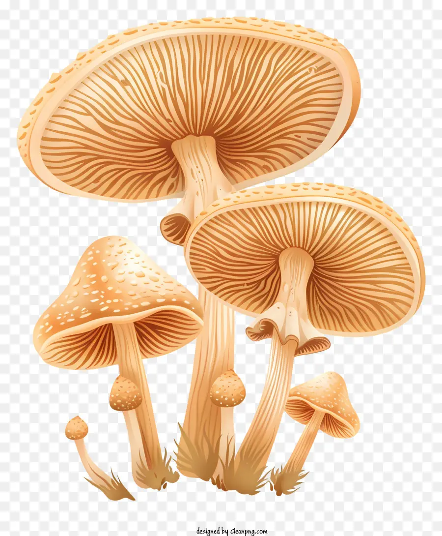 Cogumelo Comum，Cogumelos Gigantes PNG