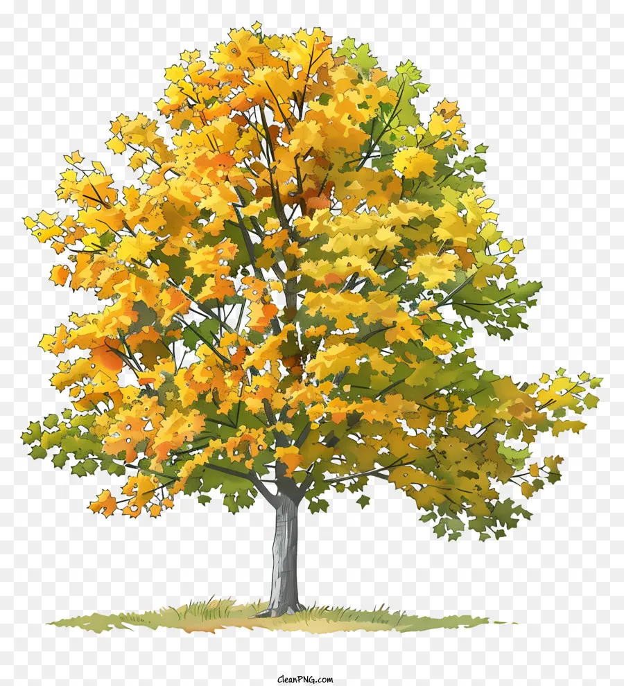 Árvore De Bordo Amarelo，Outono PNG