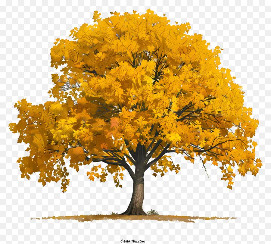 Árvore De Bordo Amarelo，Cores De Outono PNG