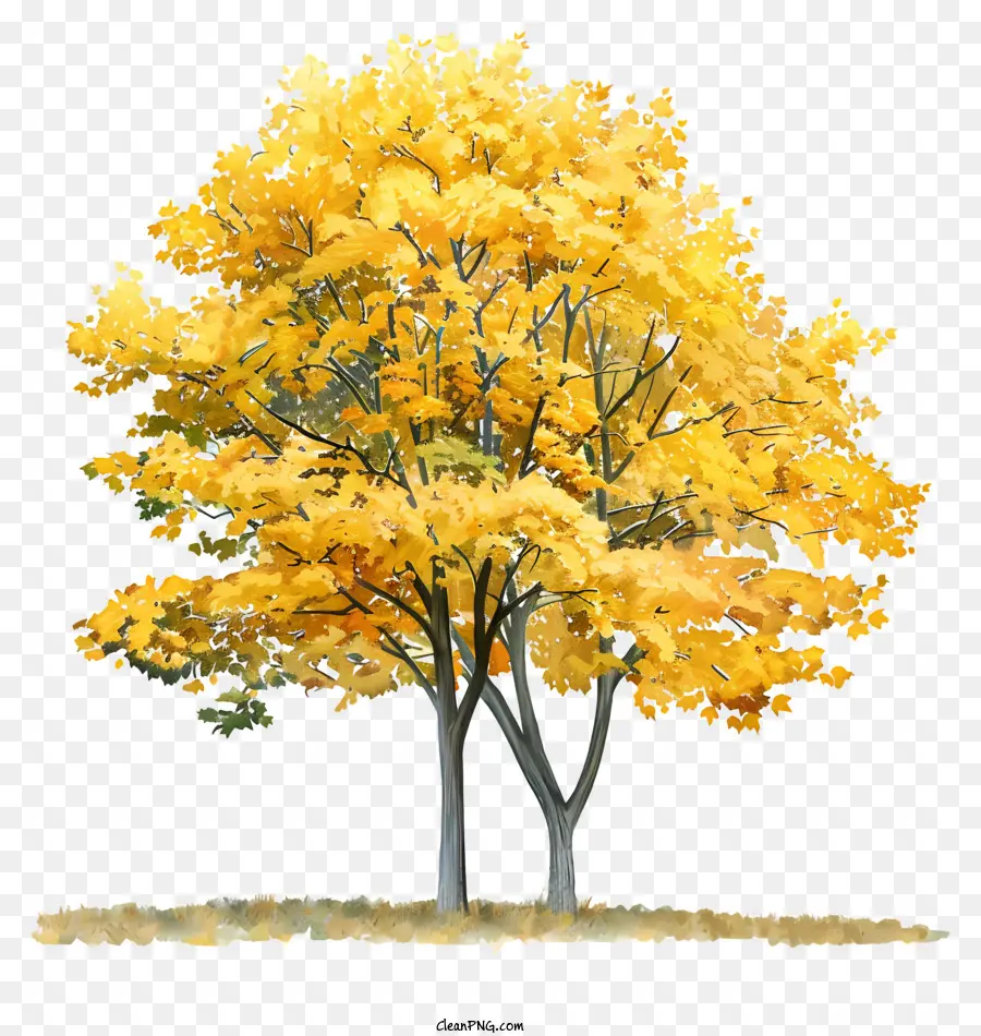 Árvore De Bordo Amarelo，Folhas De Ouro PNG
