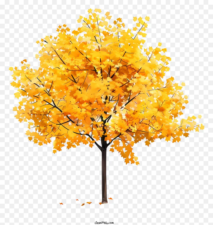 Árvore De Bordo Amarelo，Outono PNG