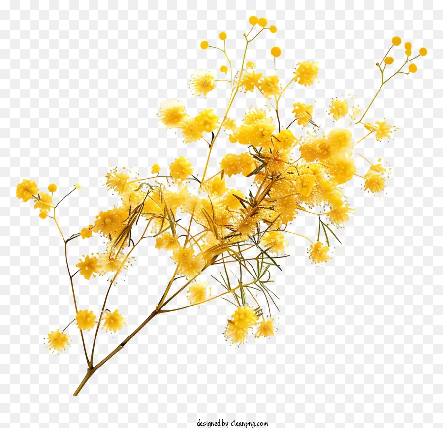 Flores De Mimosa，Flores Amarelas PNG