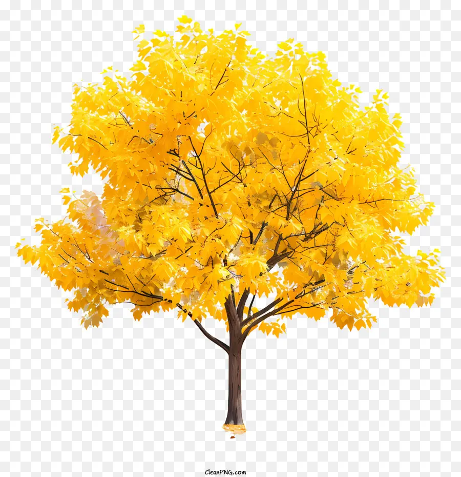 Árvore De Bordo Amarelo，Folhagem Amarela Brilhante PNG