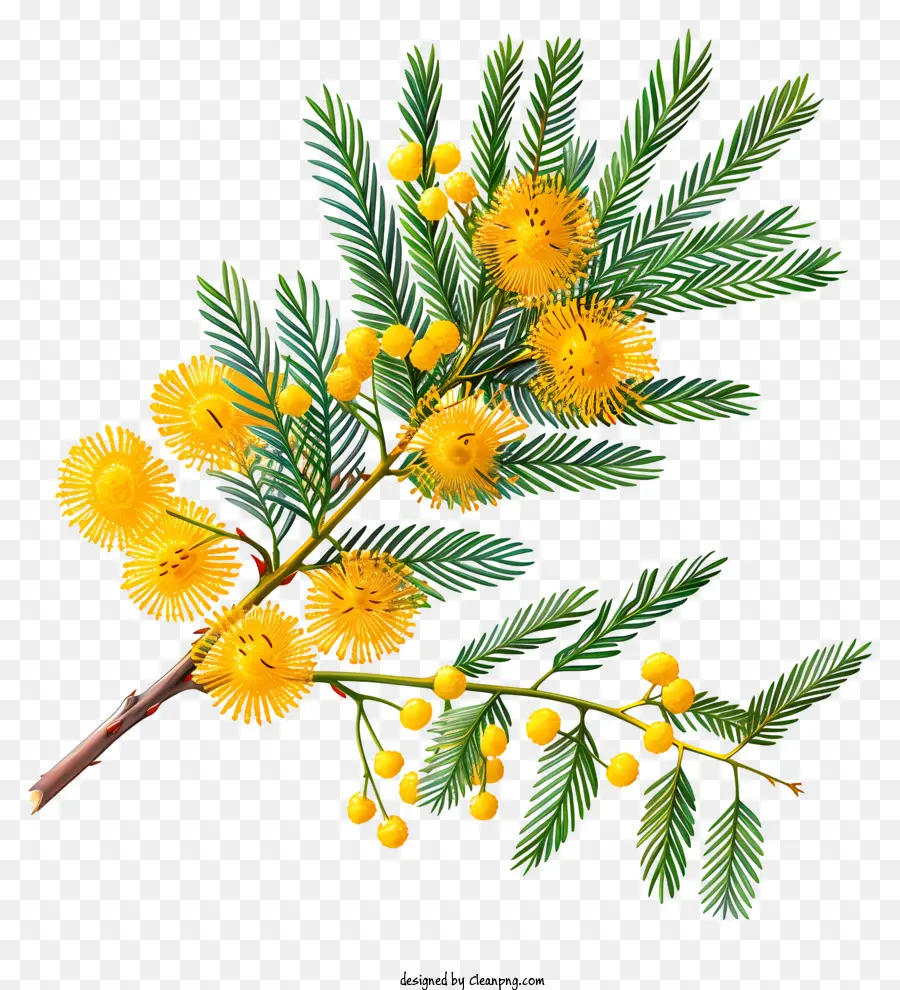Mimosa Flowers，Ramo De árvore PNG
