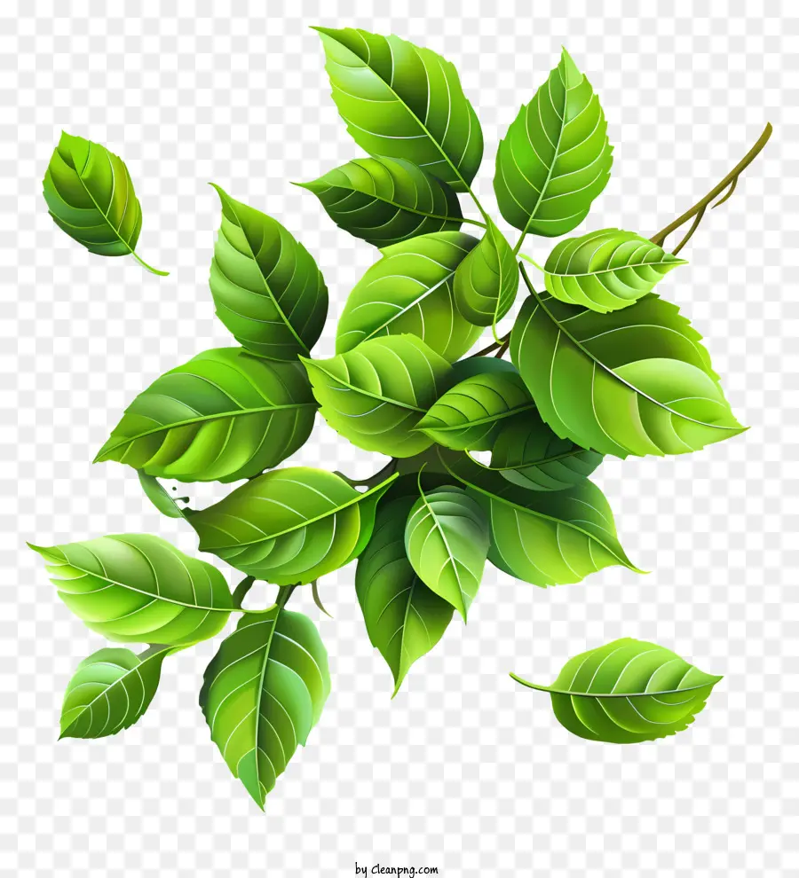 Folhas，Folha De Plantas PNG