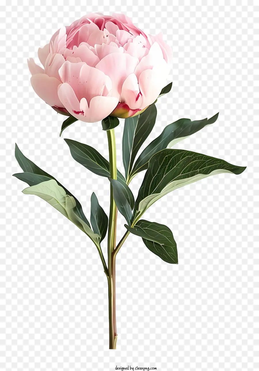 Arranjo De Flores De Peônia，Flor Rosa PNG