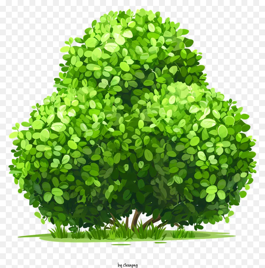 Arbustos，Hedge Verde PNG