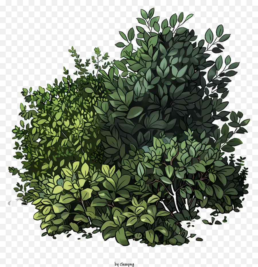 Arbustos，Folhas Verdes PNG
