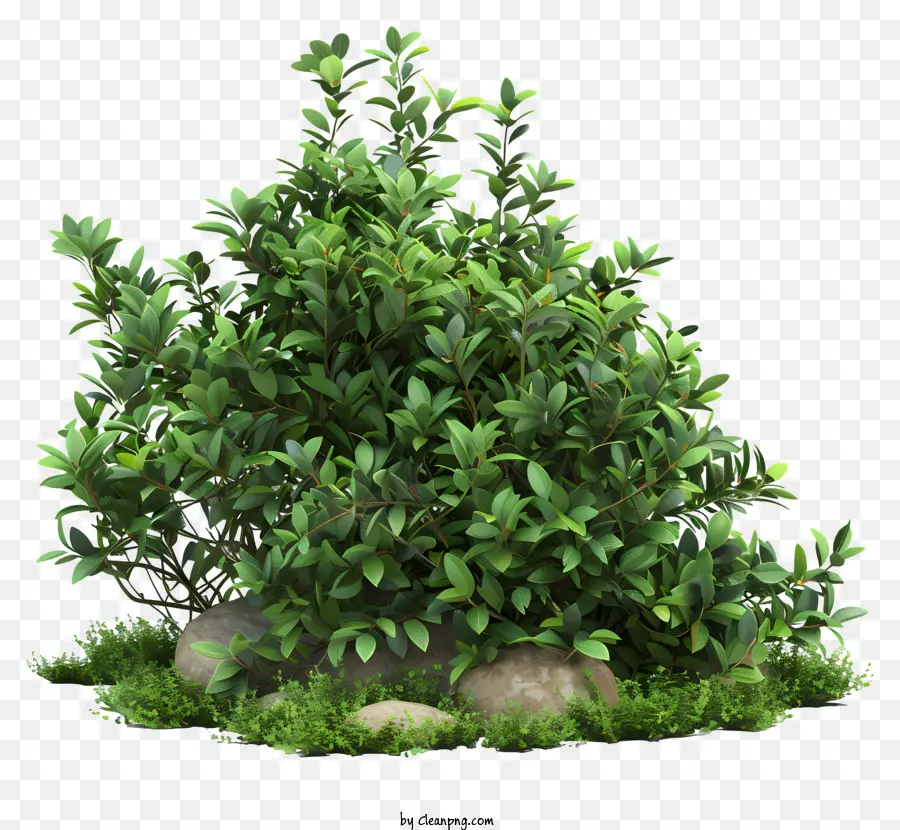 Arbustos，Planta Verde PNG
