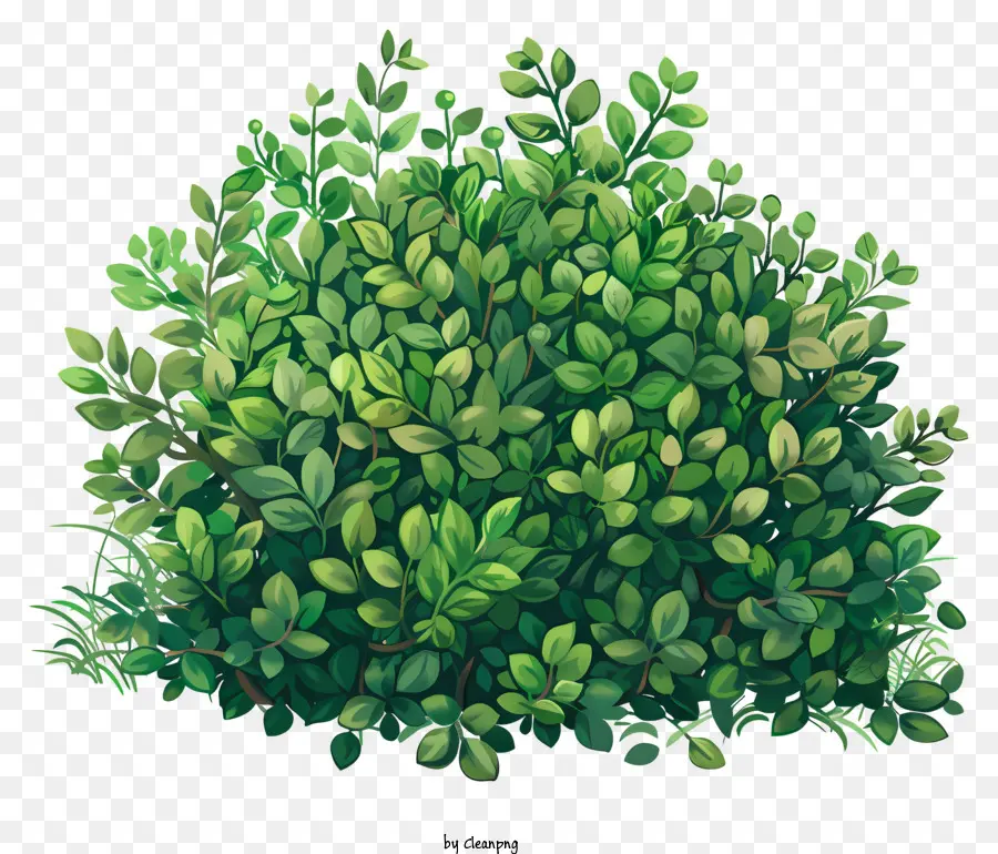 Arbustos，Arbusto Verde PNG