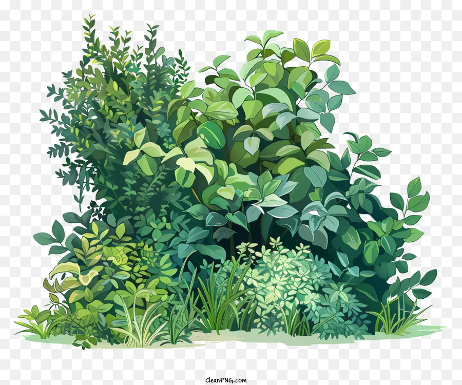 Arbustos，Plantas PNG