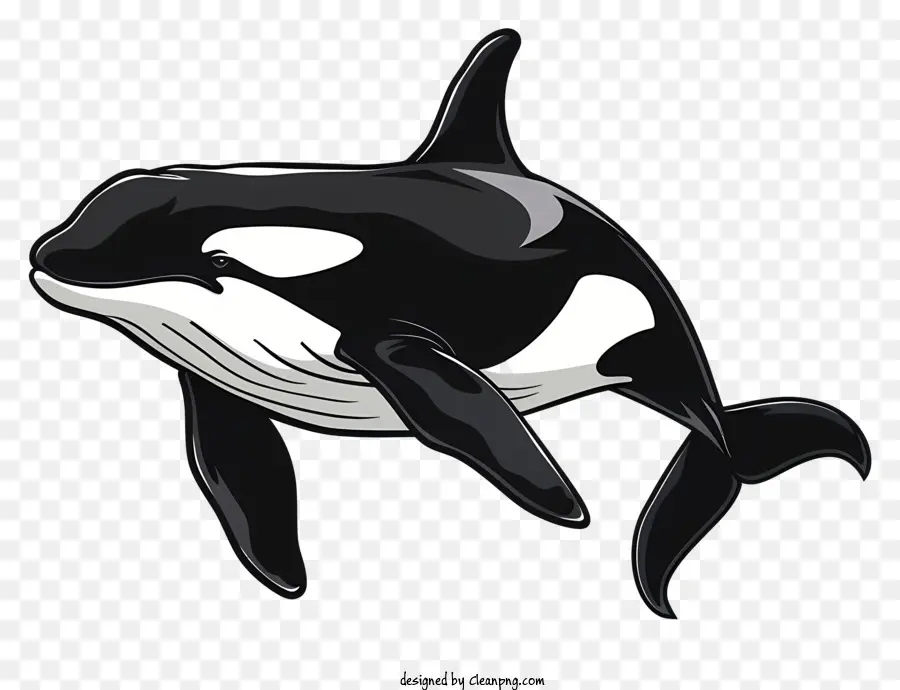 Baleia Assassina，Baleia Orca PNG