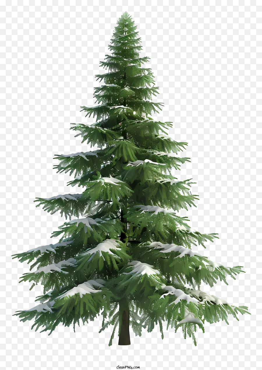 Abeto，árvore De Natal PNG