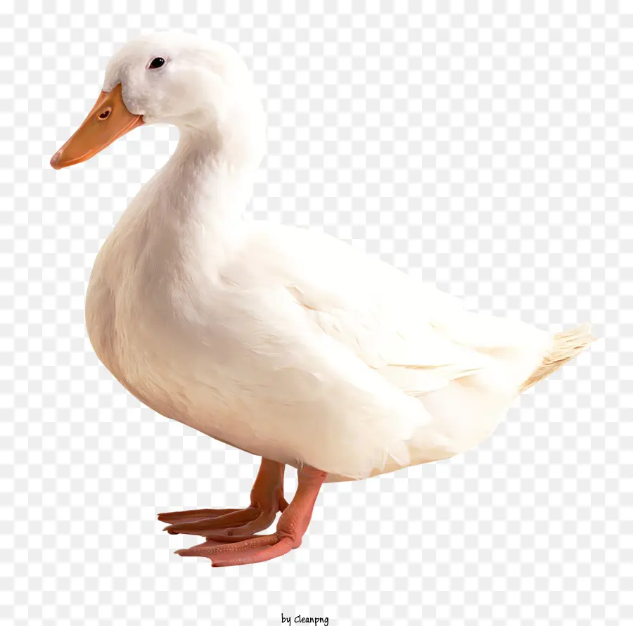 Pato，Pato Branco PNG