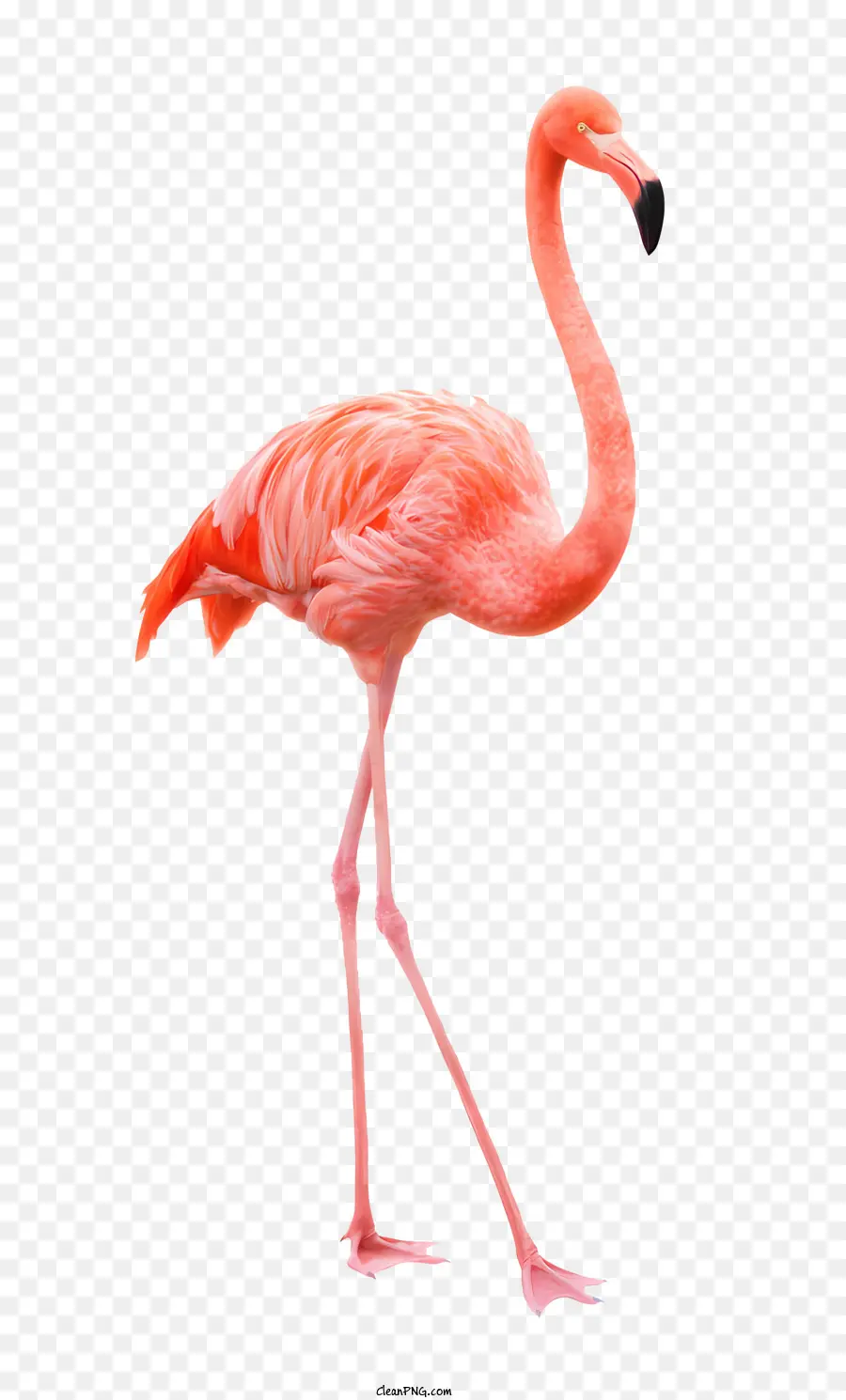 Flamingo，Aves PNG