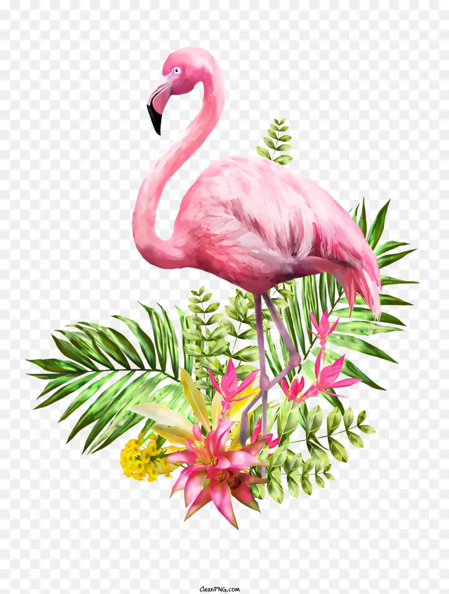 Flamingo，Aves PNG