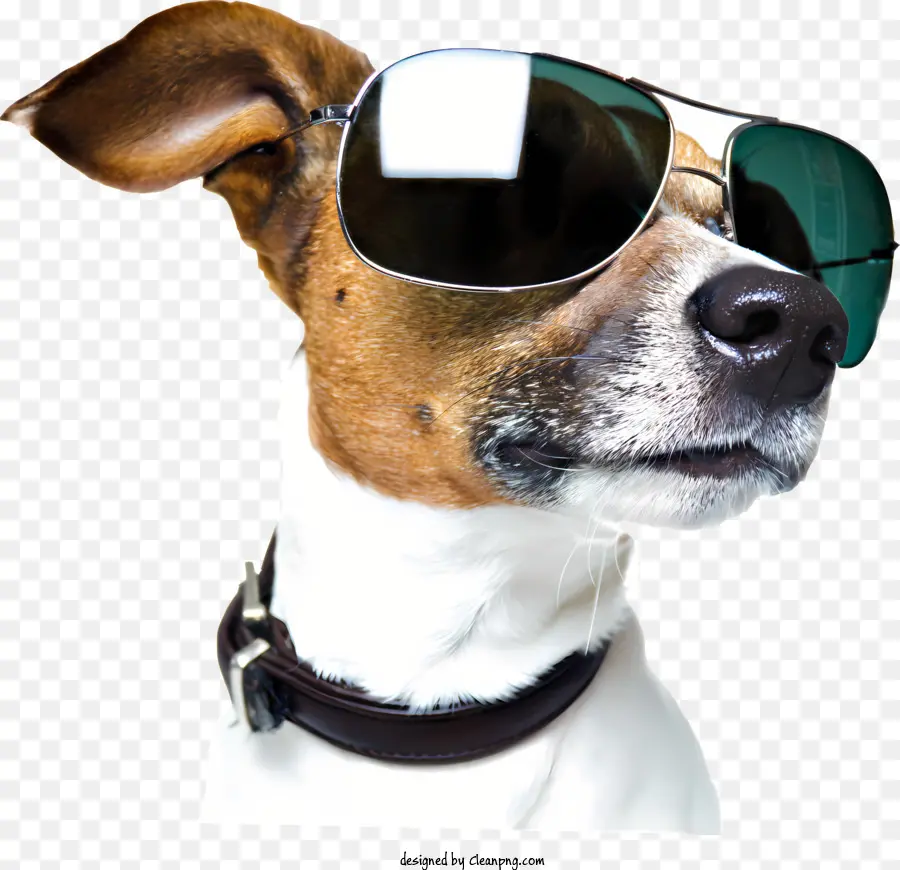 Cachorro，Cachorro Usando óculos De Sol PNG
