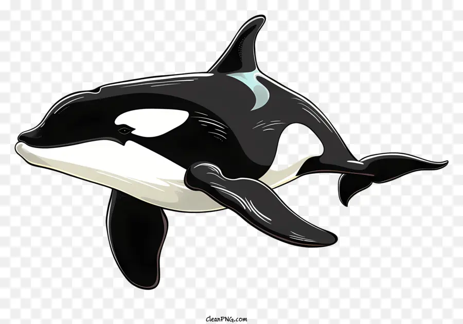 Baleia Assassina，Orca PNG