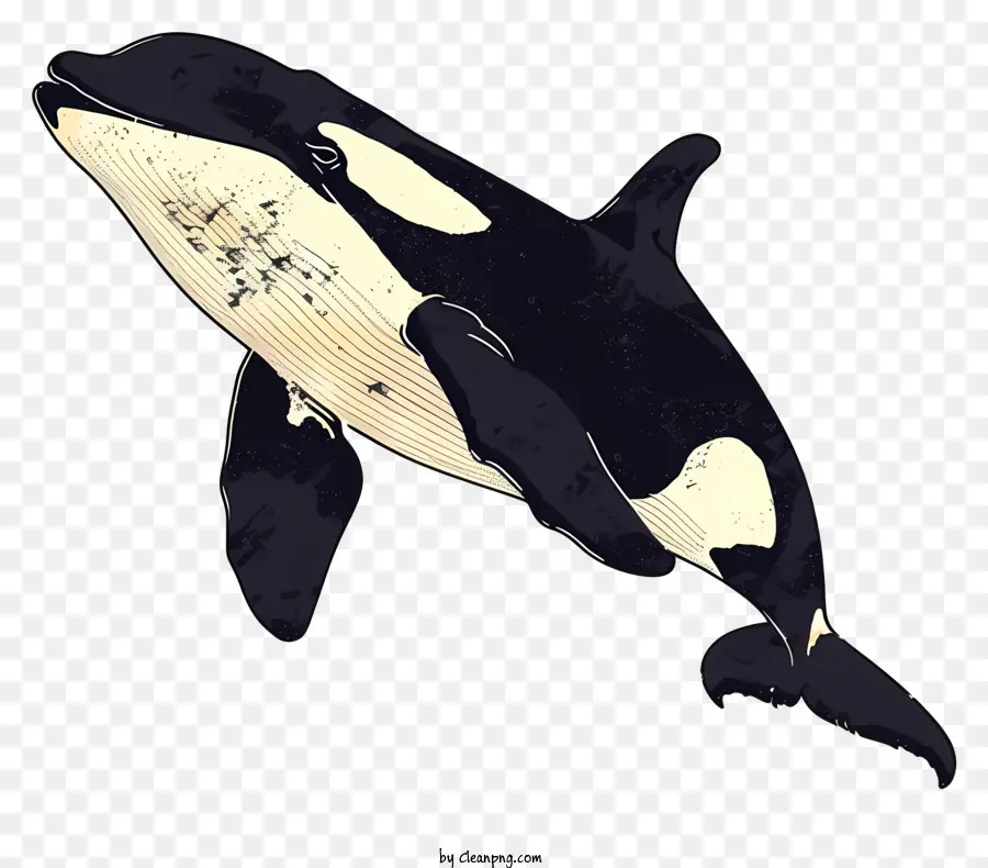 Baleia Assassina，Baleia Orca PNG