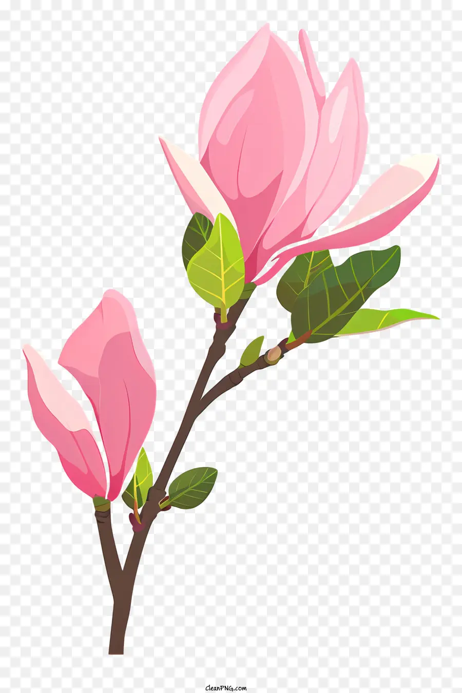 Magnolia Bud，Árvore De Floração Rosa PNG