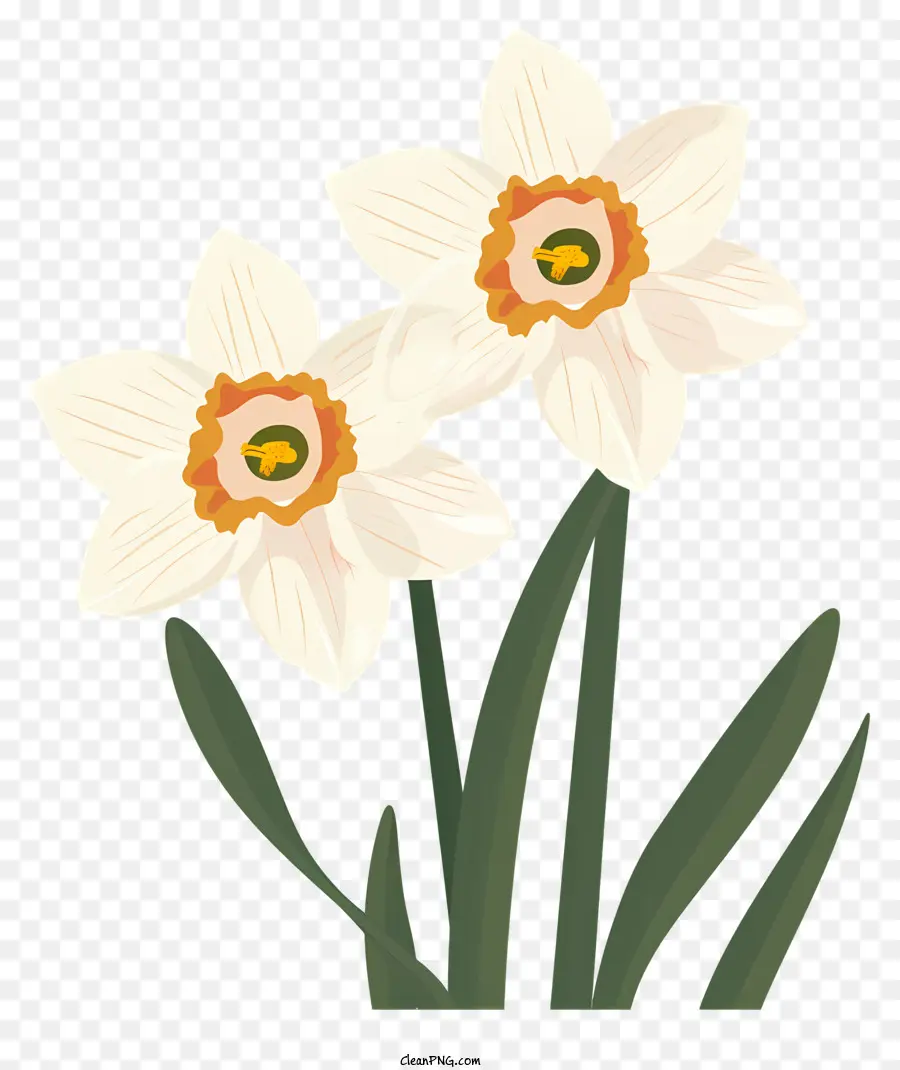 Flores De Narcissus，Narcisos PNG