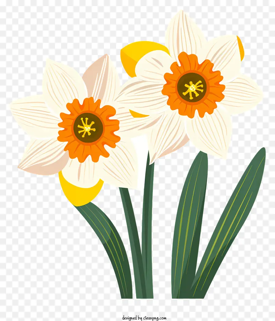 Flores De Narcissus，Narcisos Brancos PNG