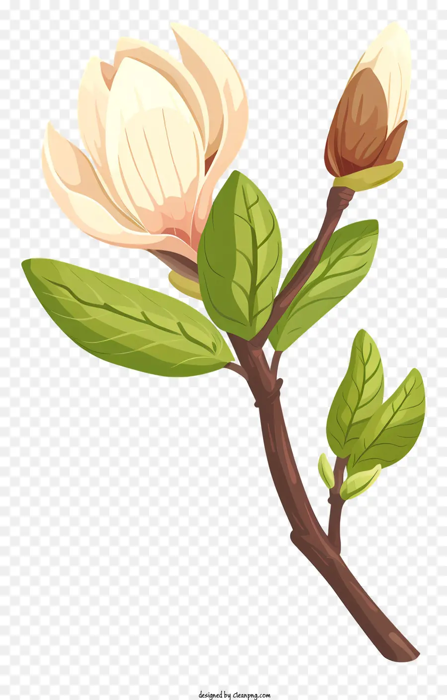 Magnolia Bud，Flor PNG