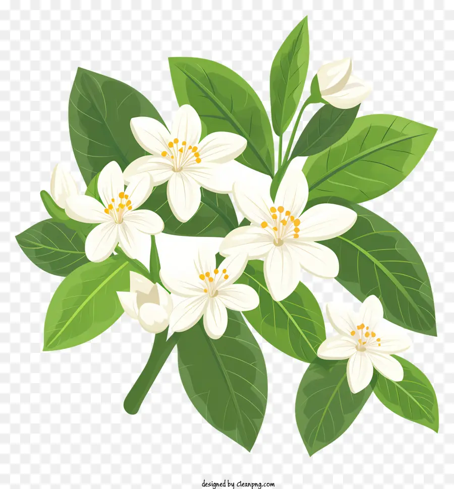 Flores De Jasmim，Flor Branca PNG