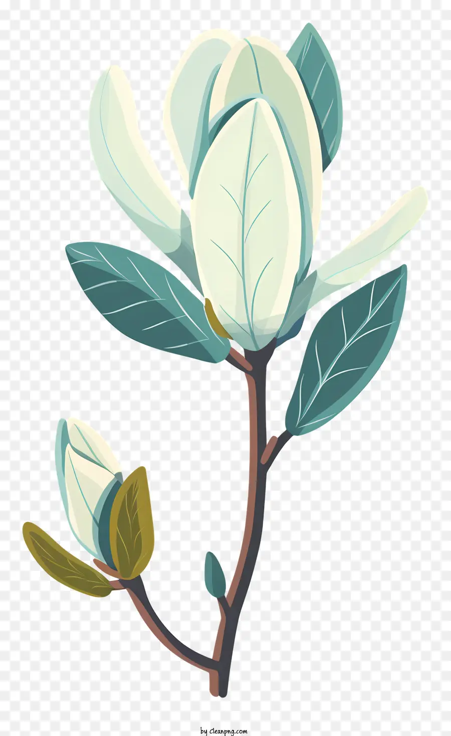 Magnolia Bud，Flor De Magnolia PNG