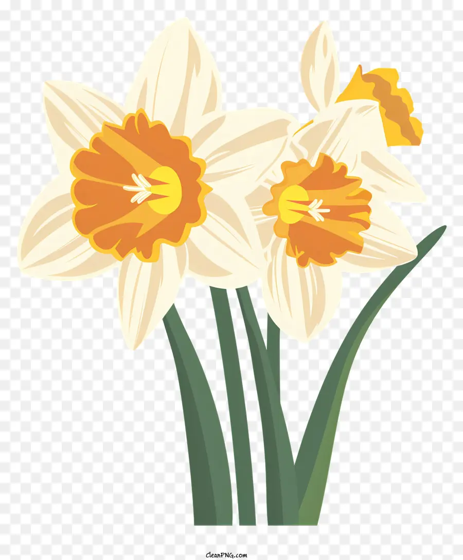 Flores De Narcissus，Narcisos PNG