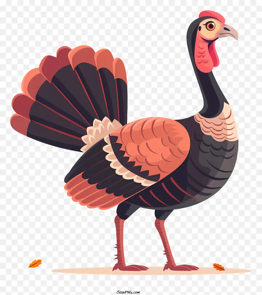 A Turquia，Pássaro Domesticado PNG