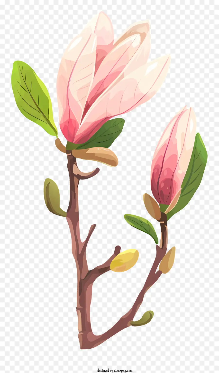 Magnolia Bud，Flor Rosa PNG