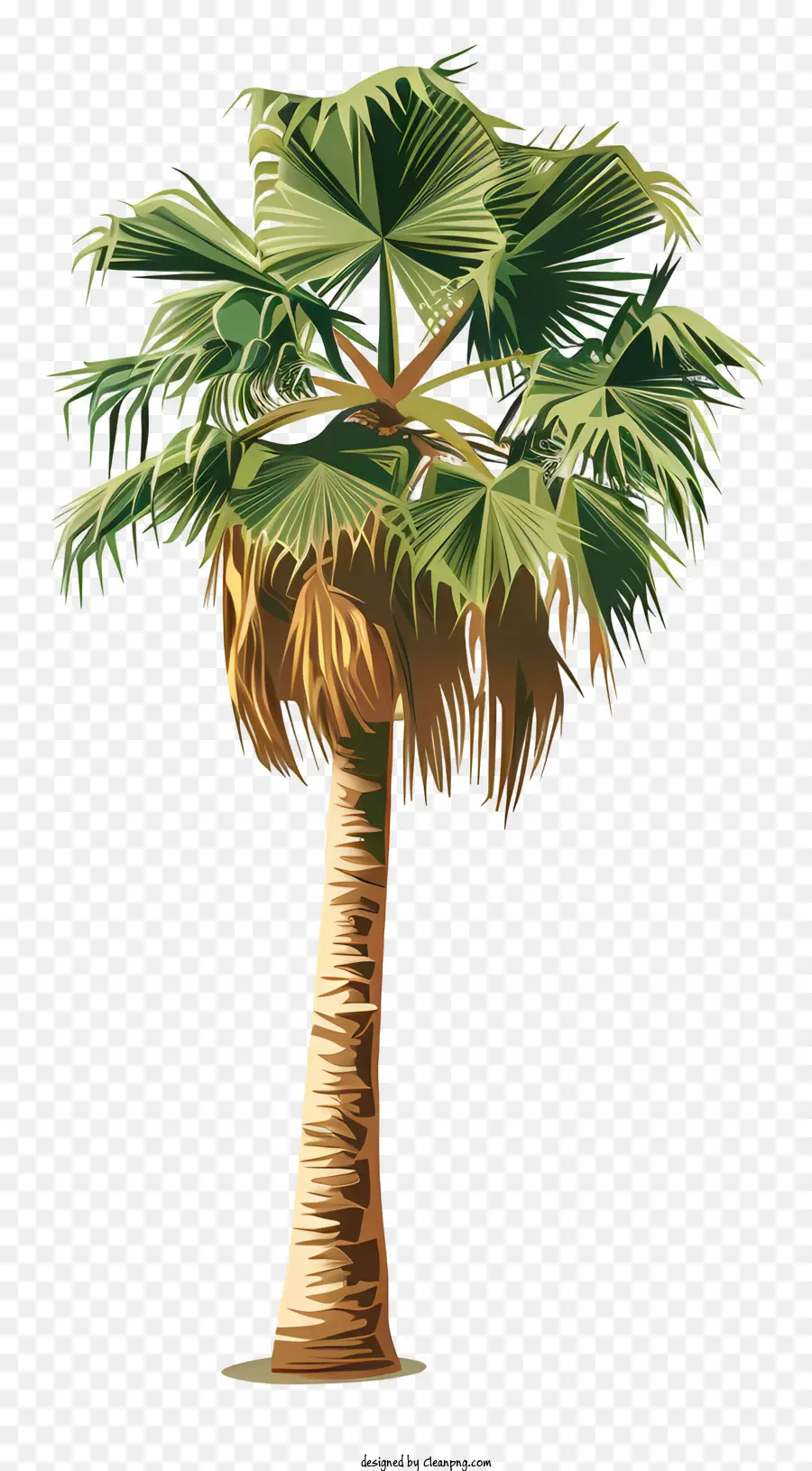 Palmeira，Tropical PNG